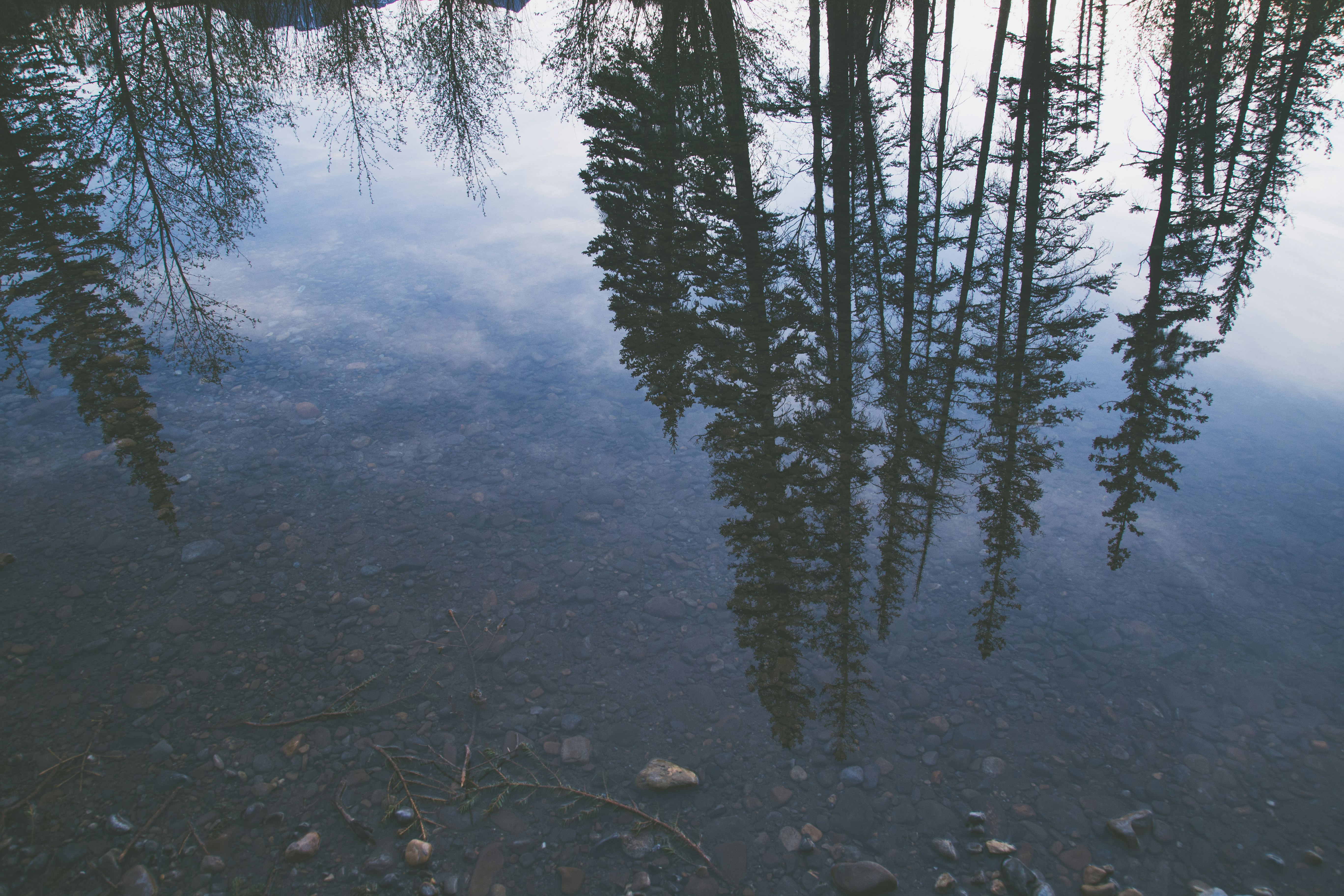 pine trees near lake